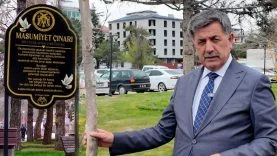 başkan çınar ağacı